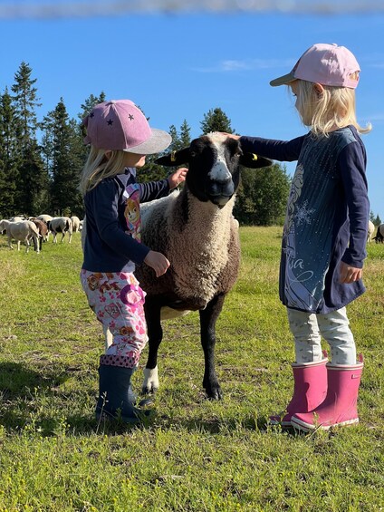 Picture 3 for Activity Posio: Meet the sheep at Harjula family farm 5