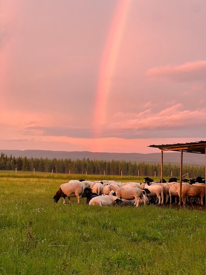 Picture 2 for Activity Posio: Meet the sheep at Harjula family farm 1