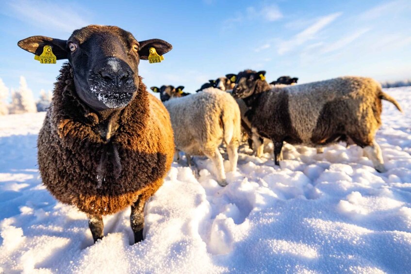 Picture 5 for Activity Posio: Meet the sheep at Harjula family farm 4