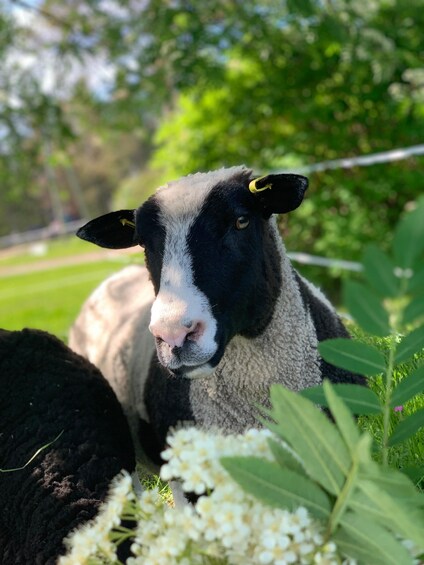 Picture 1 for Activity Posio: Meet the sheep at Harjula family farm 3