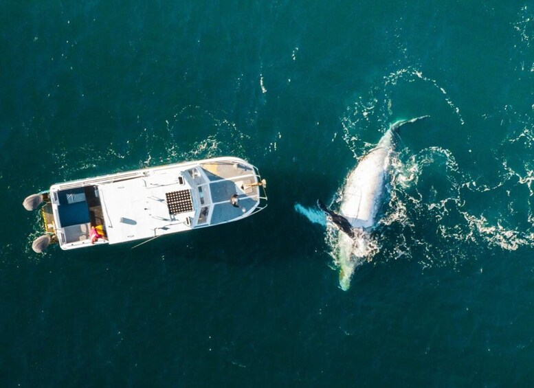 Picture 4 for Activity Shark Bay: Scenic Whale Watching & Marine Wildlife Cruise 4