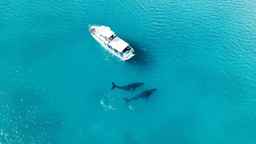 Picture 6 for Activity Shark Bay: Scenic Whale Watching & Marine Wildlife Cruise 5