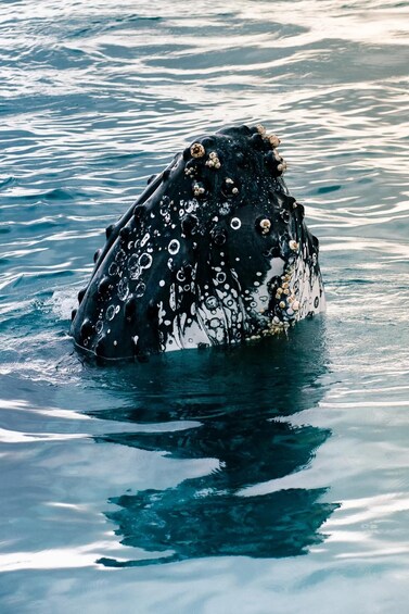 Picture 8 for Activity Shark Bay: Scenic Whale Watching & Marine Wildlife Cruise 2