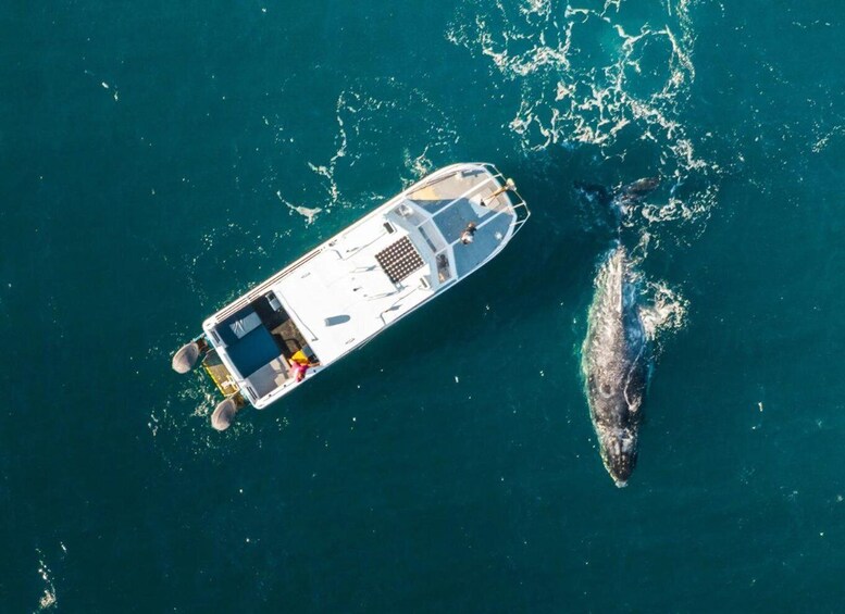 Shark Bay: Scenic Whale Watching & Marine Wildlife Cruise 1