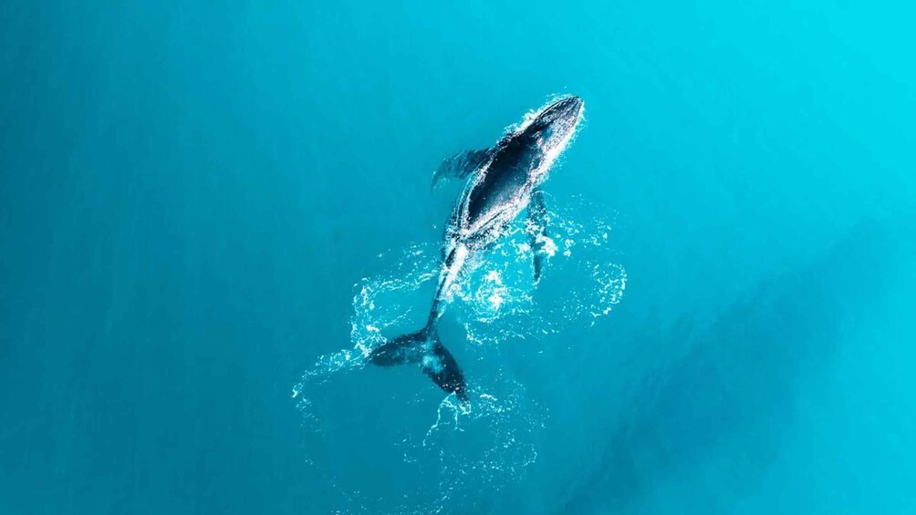 Picture 9 for Activity Shark Bay: Scenic Whale Watching & Marine Wildlife Cruise 3