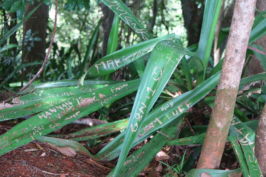 Green leaves with handwritten text. 2