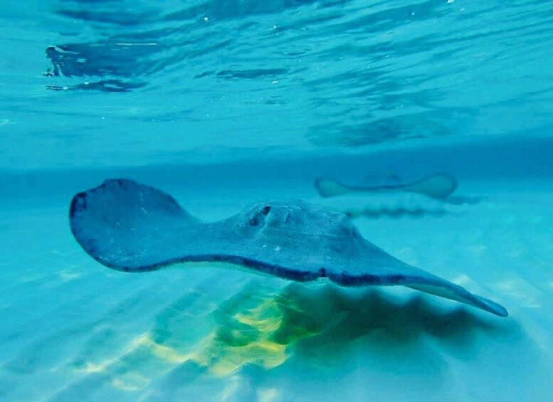 Picture 4 for Activity Grand Cayman: Private Family Friendly Stingray City Tour 4