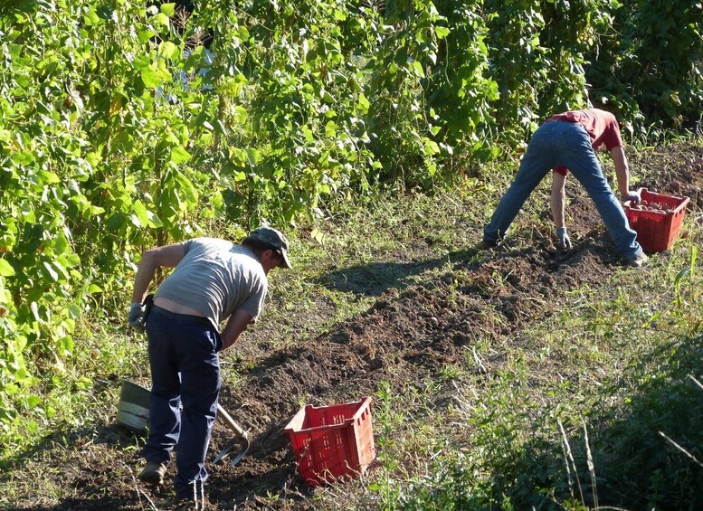 Picture 11 for Activity Val di Vara: Organic Farm Garden Tour & Aperitif 5