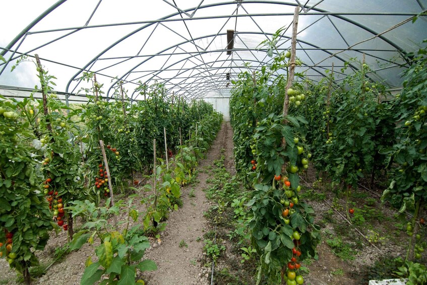 Picture 2 for Activity Val di Vara: Organic Farm Garden Tour & Aperitif 3