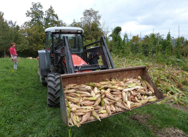 Picture 10 for Activity Val di Vara: Organic Farm Garden Tour & Aperitif 5