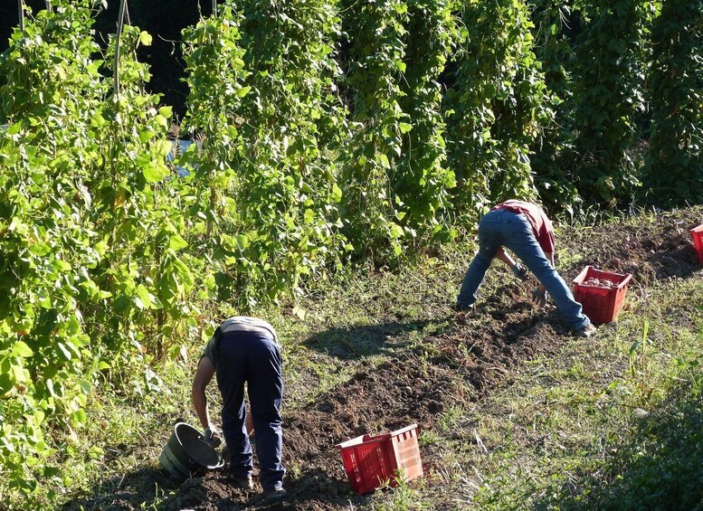 Picture 14 for Activity Val di Vara: Organic Farm Garden Tour & Aperitif 5