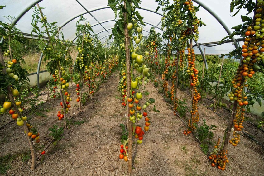 Val di Vara: Organic Farm Garden Tour & Aperitif 1