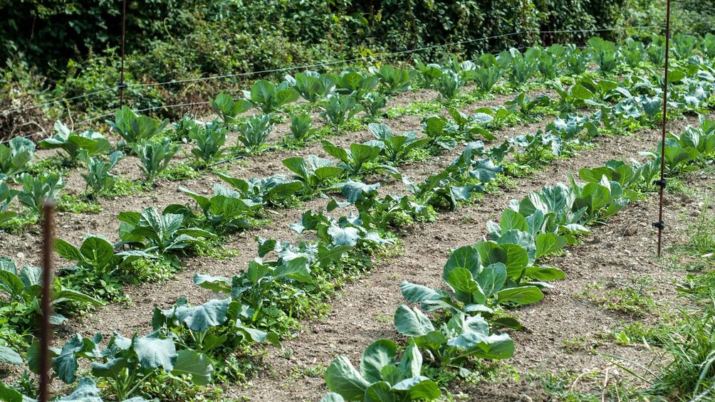 Picture 4 for Activity Val di Vara: Organic Farm Garden Tour & Aperitif 4