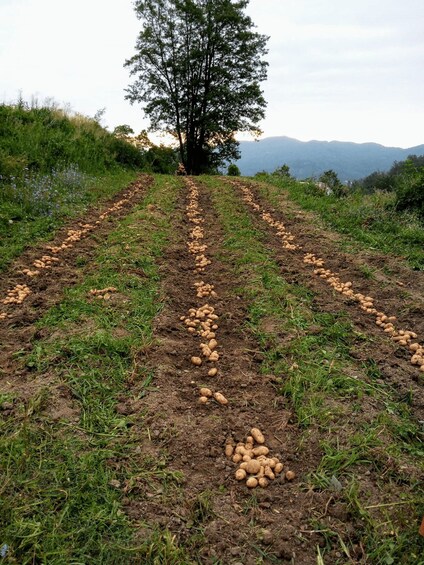 Picture 15 for Activity Val di Vara: Organic Farm Garden Tour & Aperitif 2