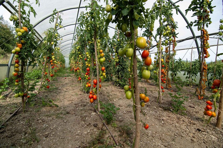Picture 7 for Activity Val di Vara: Organic Farm Garden Tour & Aperitif 4