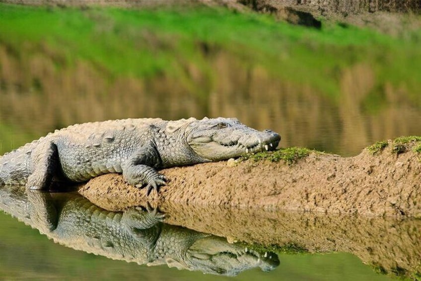 Half Day Chambal River Safari Tour from Ranthambore 2