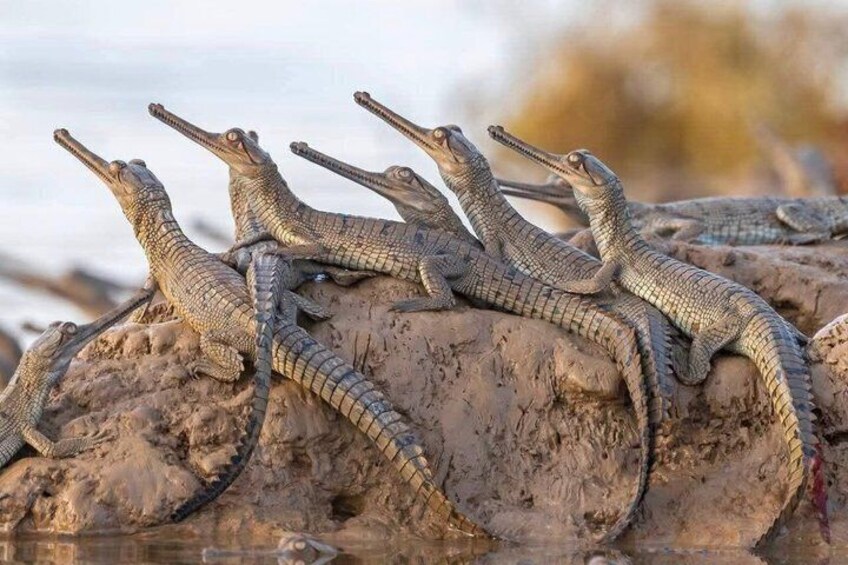 Half Day Chambal River Safari Tour from Ranthambore 1