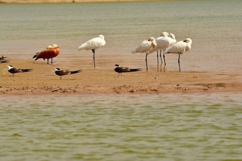 Half Day Chambal River Safari Tour from Ranthambore 5