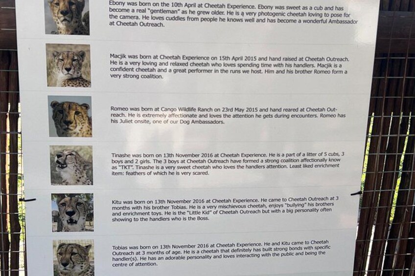 A poster with text and photos of cheetahs. 3