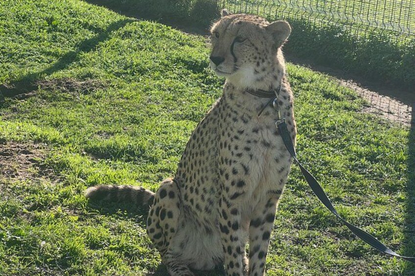 A cheetah sitting on grass with a leash. 5