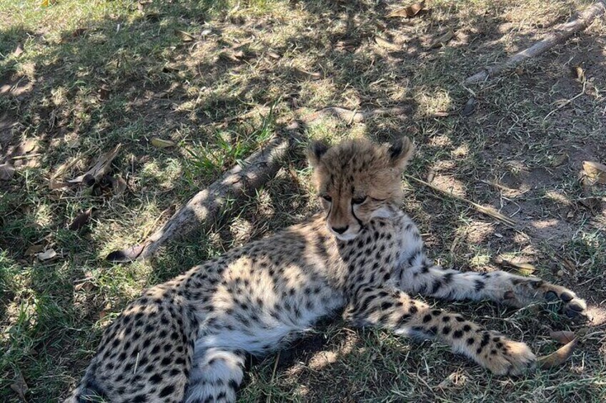 A cheetah lying on the ground in a natural setting. 1