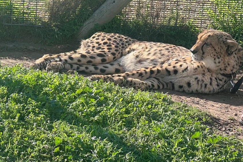 A cheetah lying on the ground in a grassy area with a fence in the background. 2