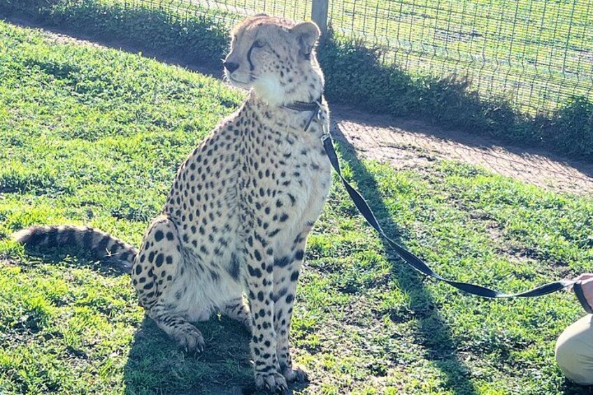 A cheetah sitting on grass with a leash, behind a fence. 4