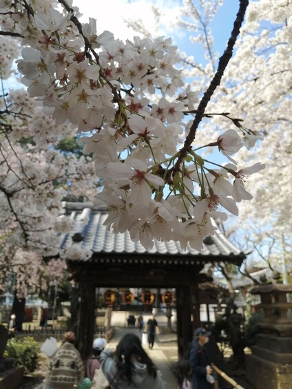 Picture 8 for Activity Journey to the Showa era in Nakano, the cradle of the Otaku subculture 2