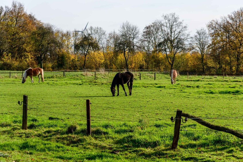 Picture 3 for Activity From Thun: Scenic Horseback Ride Through Countryside 2