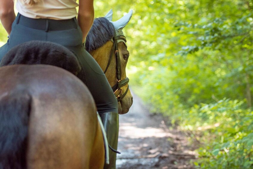 Picture 2 for Activity From Thun: Scenic Horseback Ride Through Countryside 3