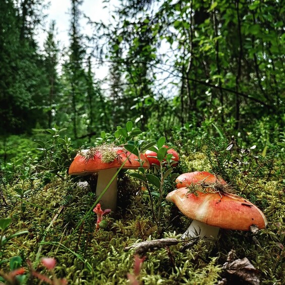 Picture 3 for Activity Ylläs: Summer Day at the Wilderness Cabin with Locals 3