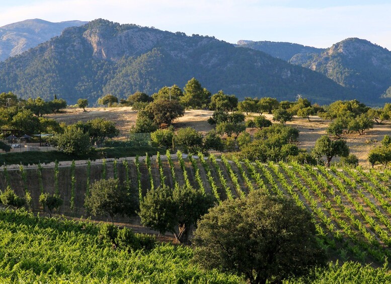 Picture 9 for Activity Mallorca: Wine Tasting, Vineyard Tour & Luxury Tapas 2