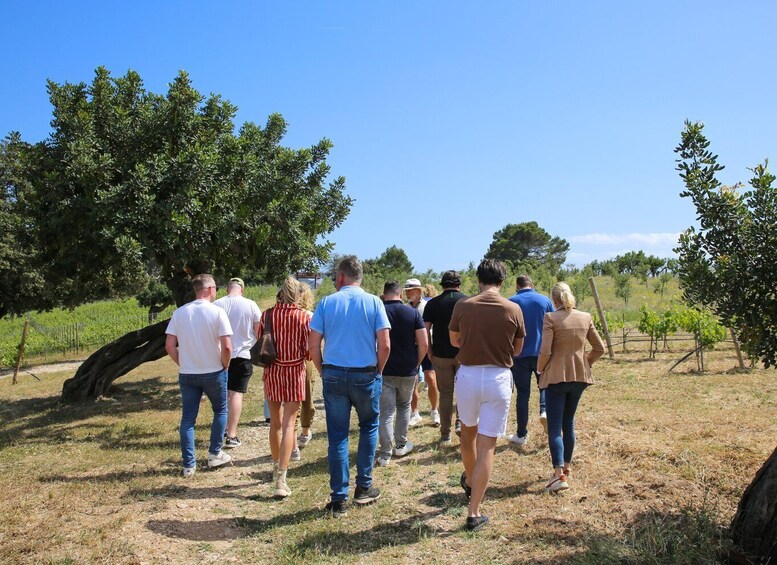 A group of people walking through a vineyard. 2