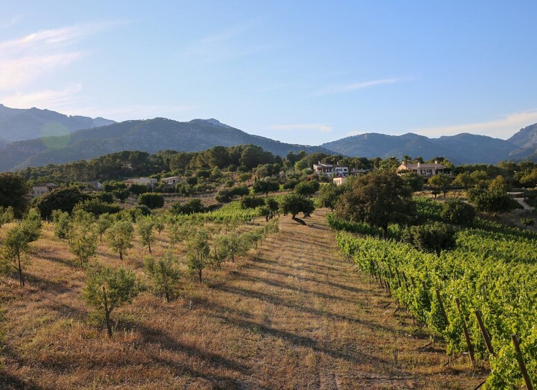 A vineyard with rows of grapevines, a few scattered trees, and houses in the background. 4