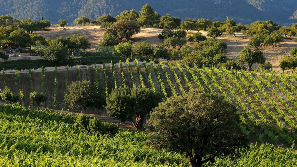 A vineyard with rows of grapevines and scattered trees. 2