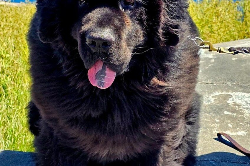 A black dog with a chain leash, sitting on a concrete surface with grass in the background. 3