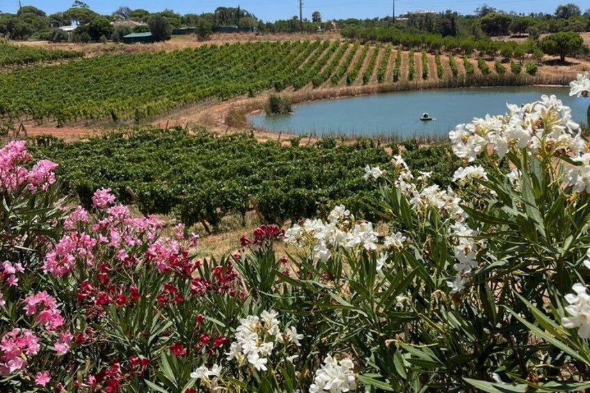 Wine Safari - Come grape hunting with us! 5