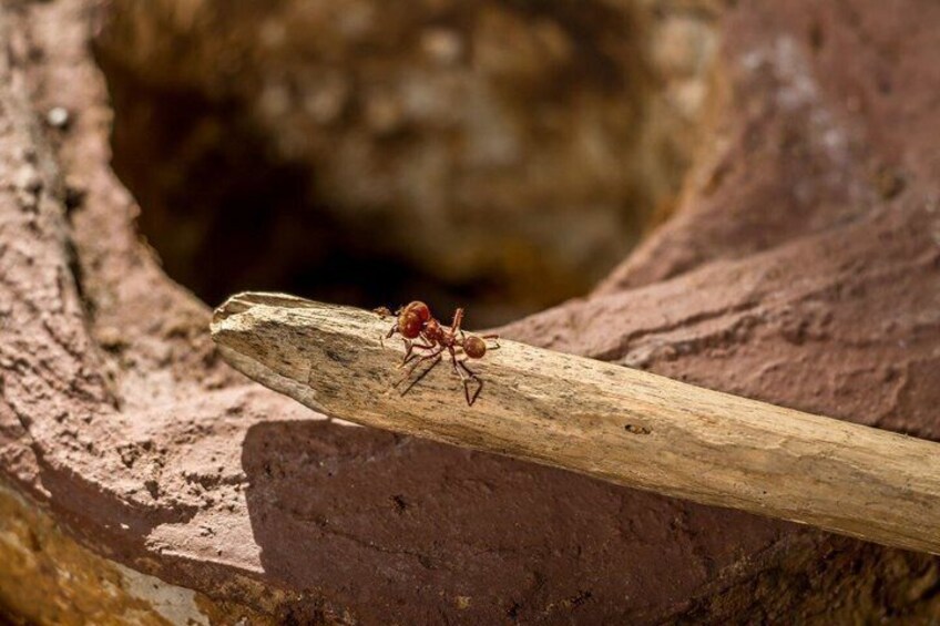 The Ant World A Unique Experience in Costa Rica 2