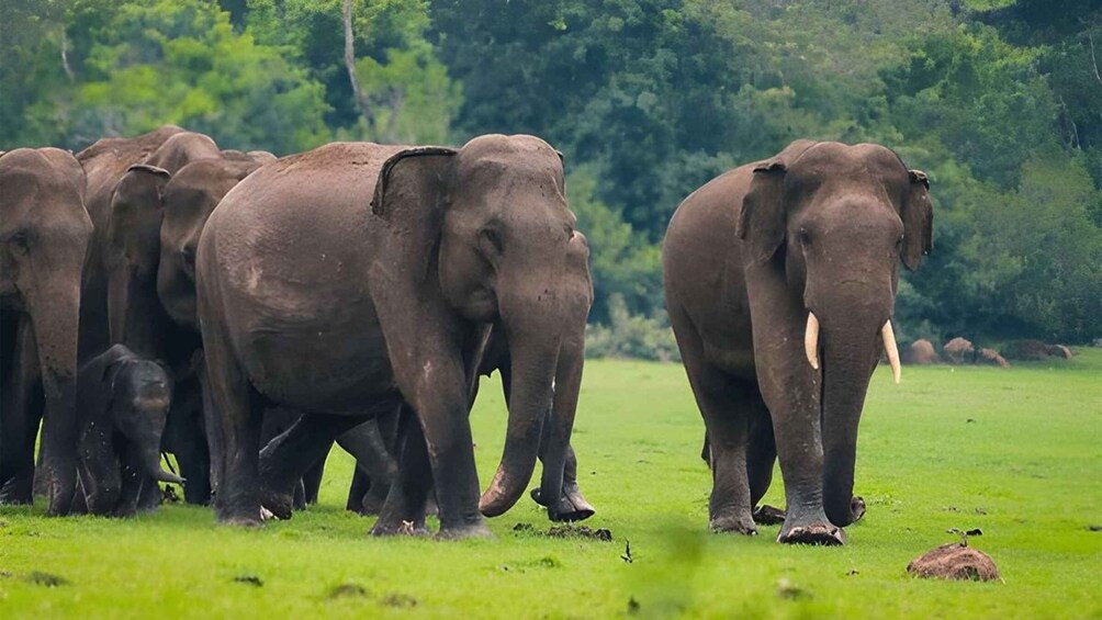 A herd of elephants walking through a grassy field with trees in the background. 1