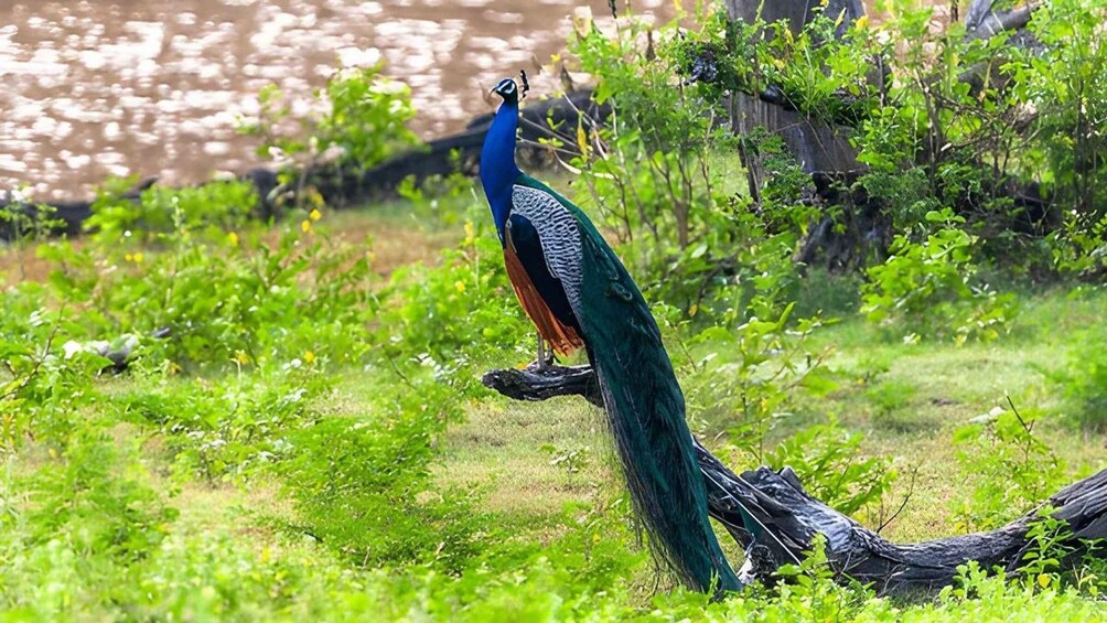 Picture 8 for Activity Lahugala Kitulana National Park Private Safari 4