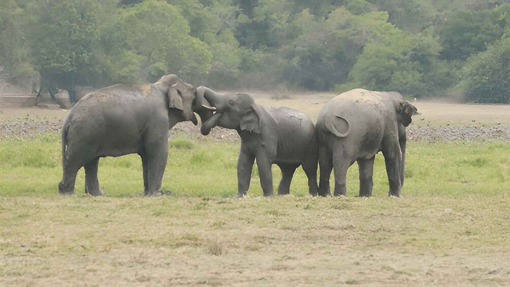 Picture 2 for Activity Lahugala Kitulana National Park Private Safari 5