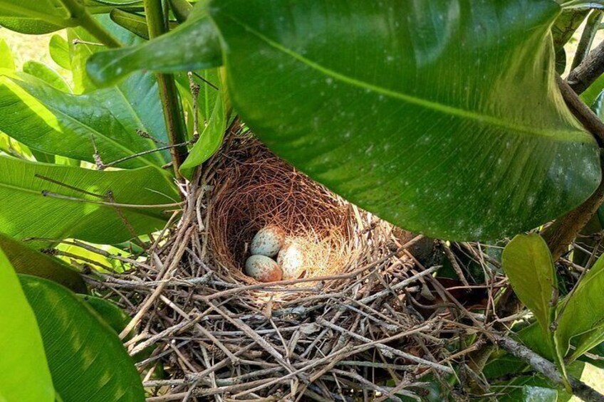A bird's nest with eggs nestled in a natural setting. 4