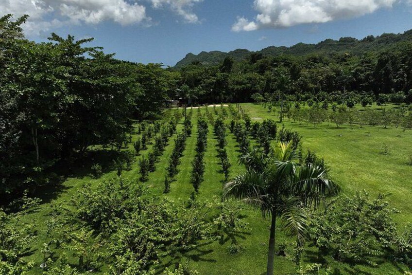Agritourism Tour in Manatí Puerto Rico with Guide 1