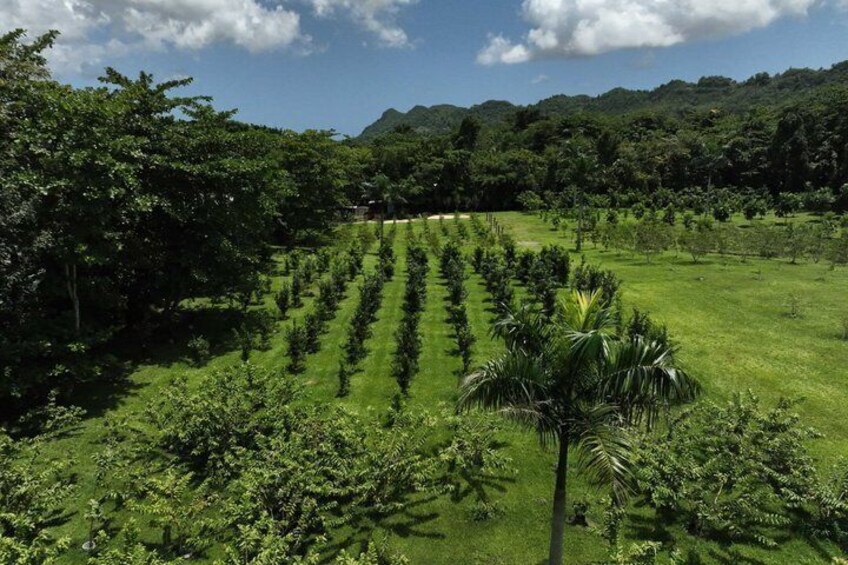 Agritourism Tour in Manatí Puerto Rico with Guide 1