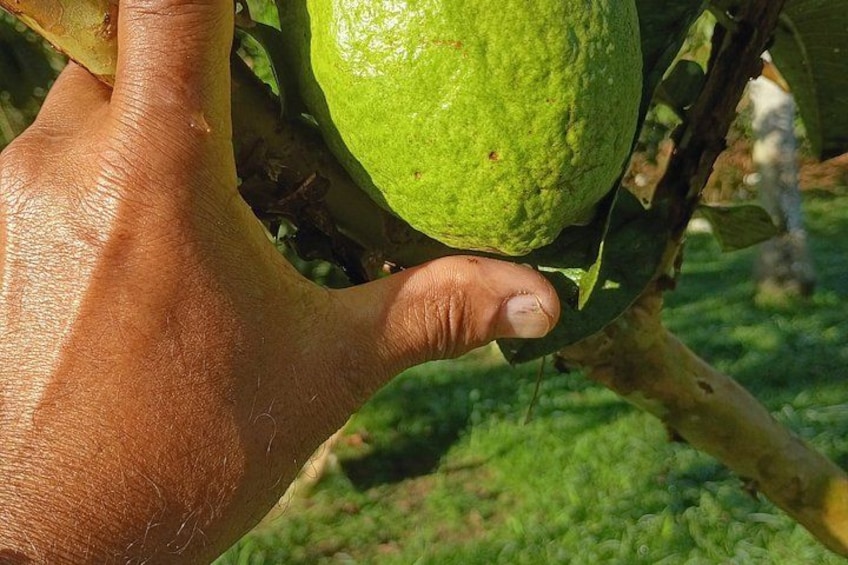 A hand holding a green citrus fruit, likely a lime, with a branch and leaves in the background. 2