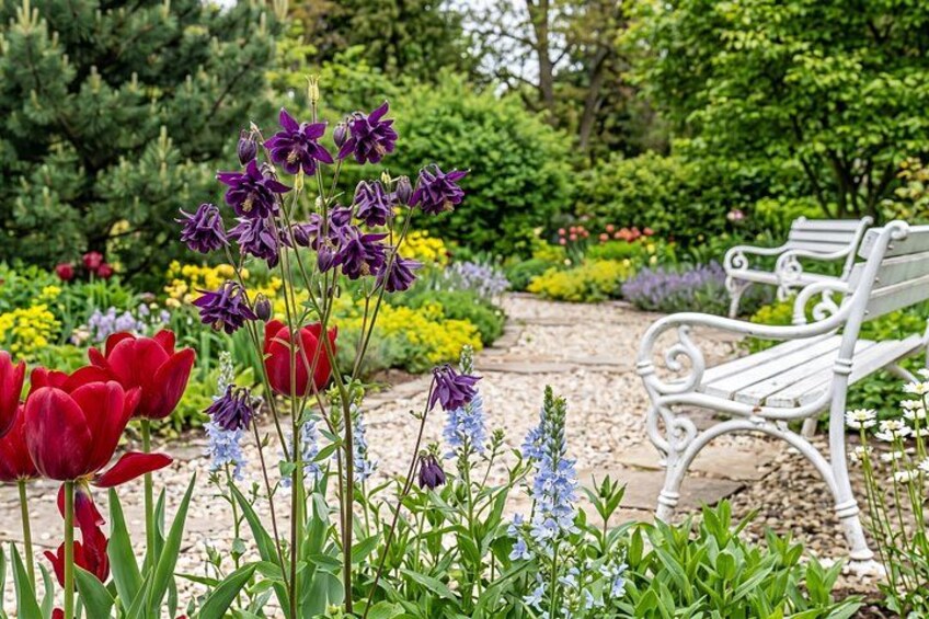 A garden with red tulips, purple flowers, and a white bench. 2