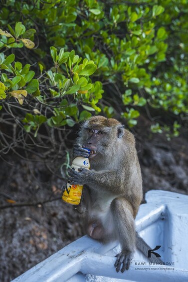 A monkey sitting on a boat, holding a bottle. 3