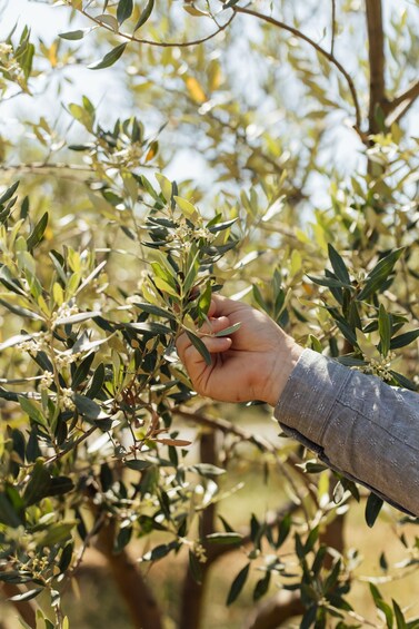 A hand holding an olive branch amidst olive trees. 5