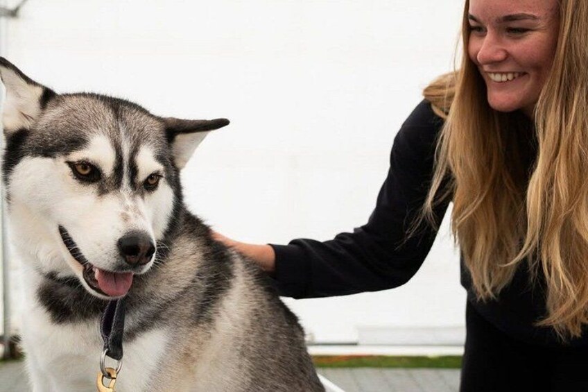 A person petting a large, fluffy dog with a thick coat. 2