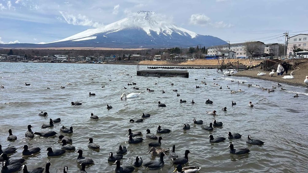 A lake with ducks, a swan, and a mountain in the background. 5